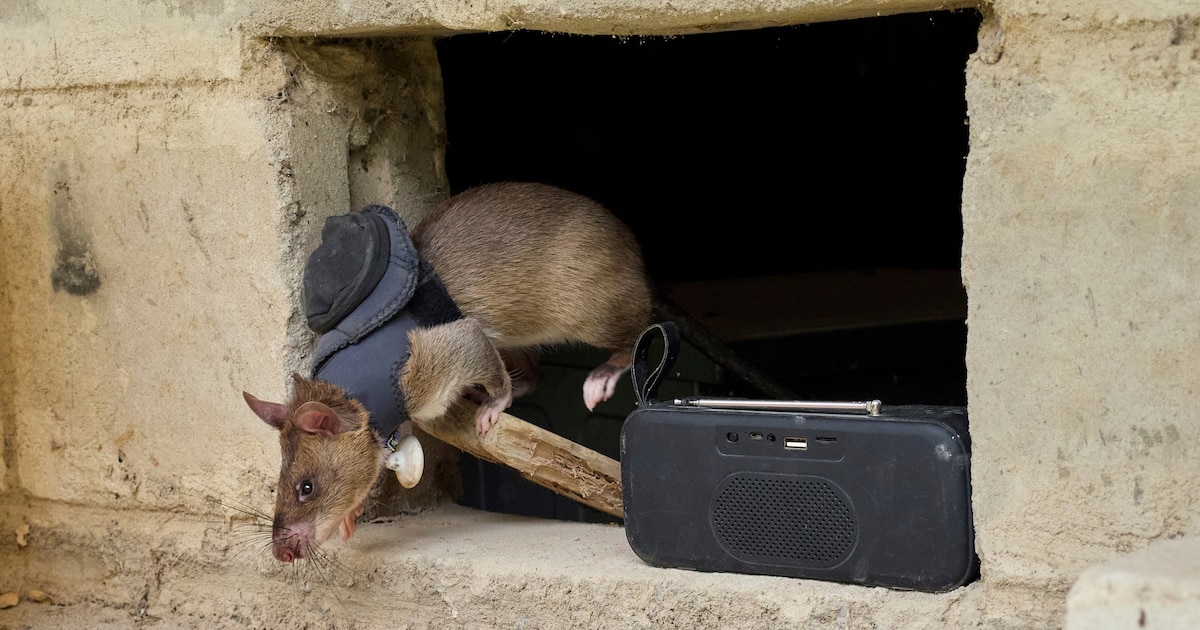 ¡Ratas heroicas de Tanzania revolucionan rescates y detección de minas con olfato extraordinario!