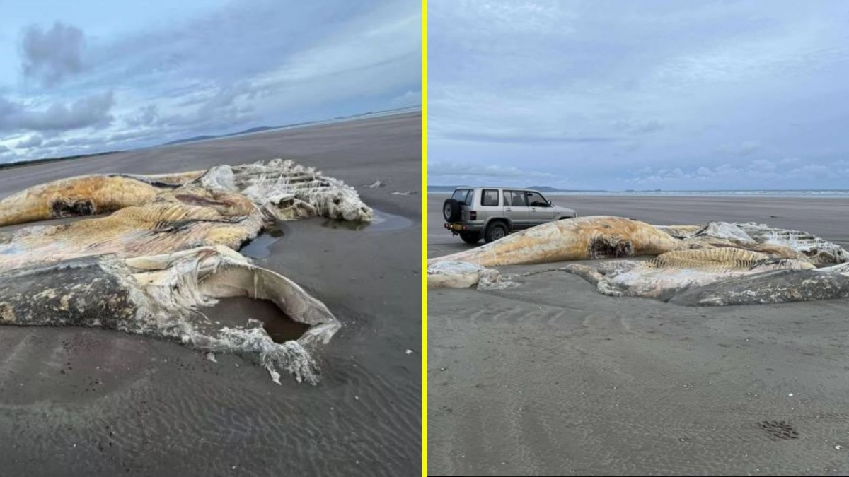 ¡Impactante hallazgo en Gales: cadáver de un misterioso animal marino gigante en la playa de Cefn Sidan!