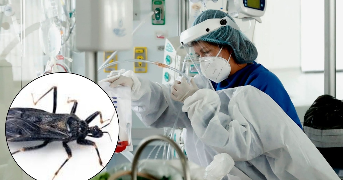 Alerta en EE.UU.: La enfermedad de Chagas, ahora endémica y mortal en ocho estados incluido Texas