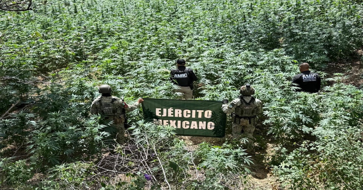 ¡Des Mantienen en la Sombra! Autoridades destruyen plantío de marihuana con más de 8,000 plantas en Sonora
