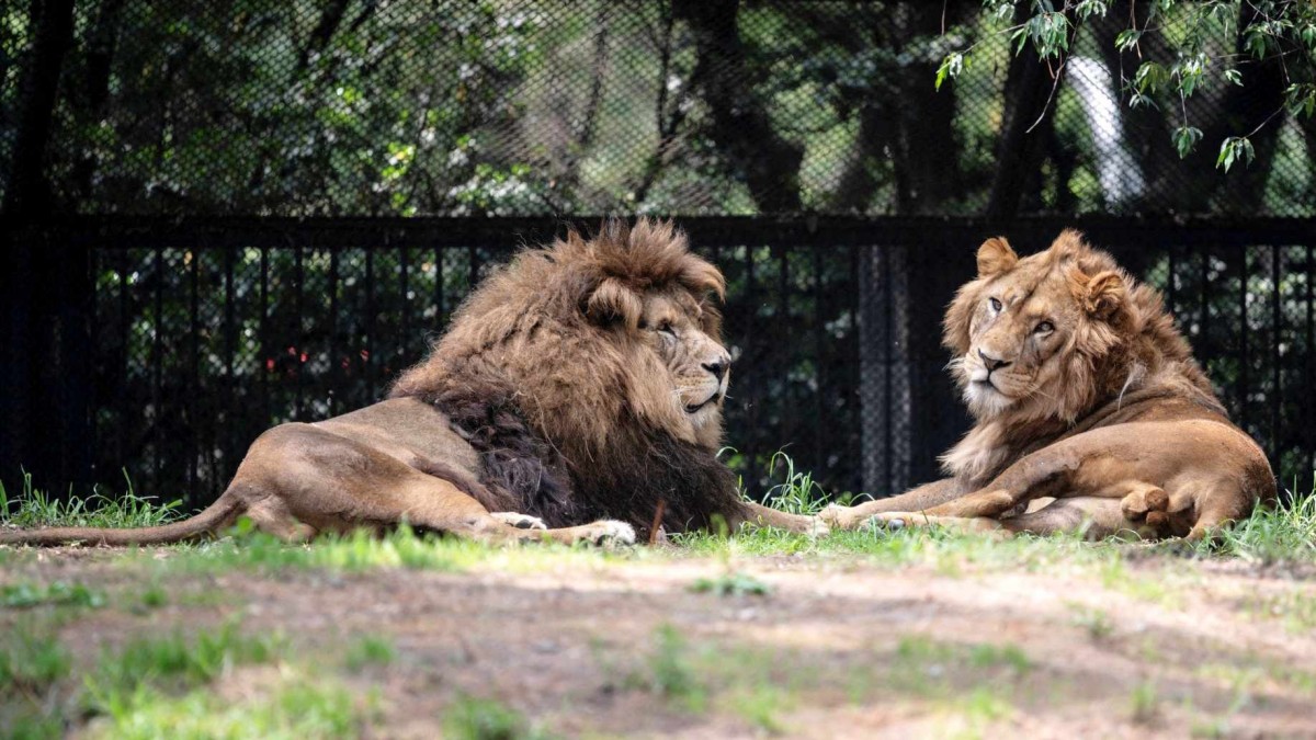 ¡Tragedia en Tailandia! Cuidador devorado por leones en polémico safari