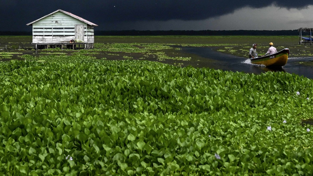 ¡Planta invasora arrasa con pueblo de palafitos en Colombia! Pesca y vida en peligro