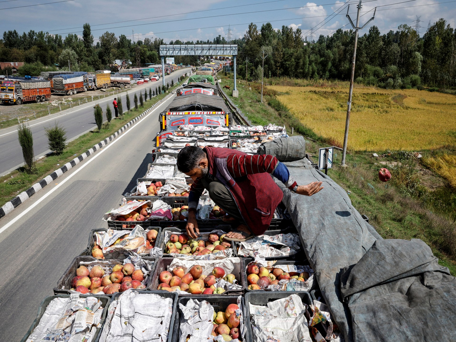 Catastrófico bloqueo en Kashmir destruye miles de dólares en manzanas y arruina la economía agrícola bajo la furia de la mon