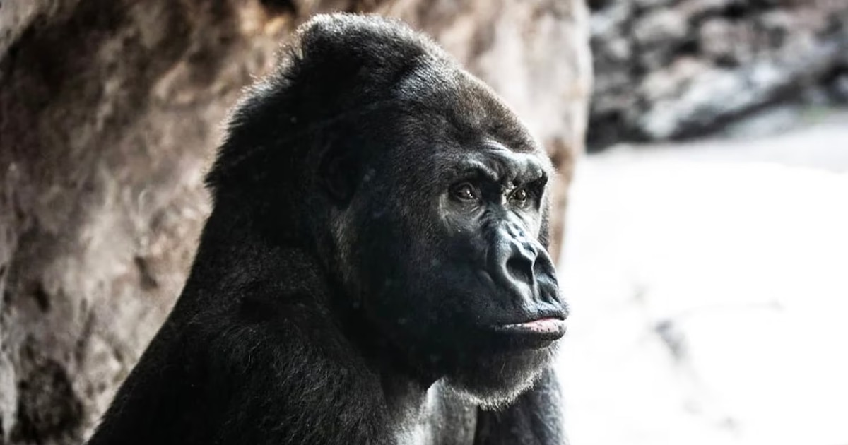 ¡Adiós al ícono de Disney’s Animal Kingdom! Gino, el gorila centenario, muere tras casi 30 años de historia
