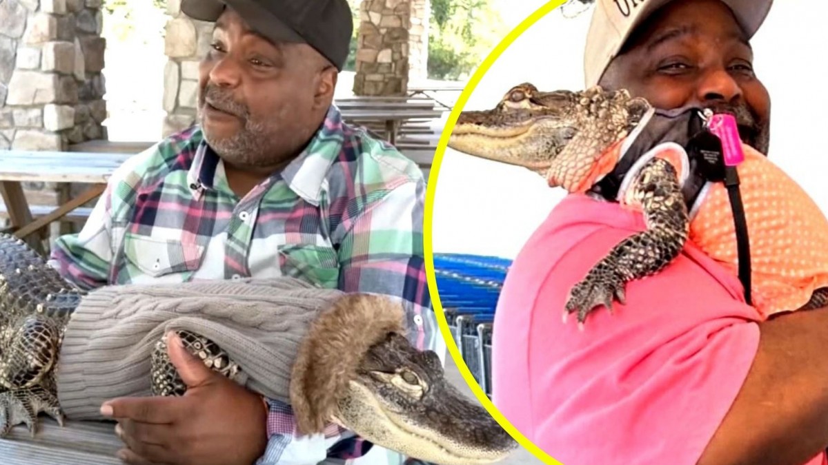 ¡Caimán en Walmart! Hombre rechaza por traer a Jinseioshi, su mascota de apoyo emocional