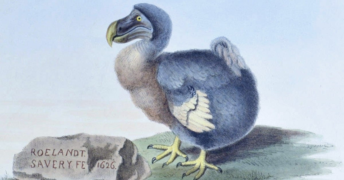 ¡Reviven al dodo! Científicos cultivan células para traer de vuelta a la extinta ave en solo cinco años
