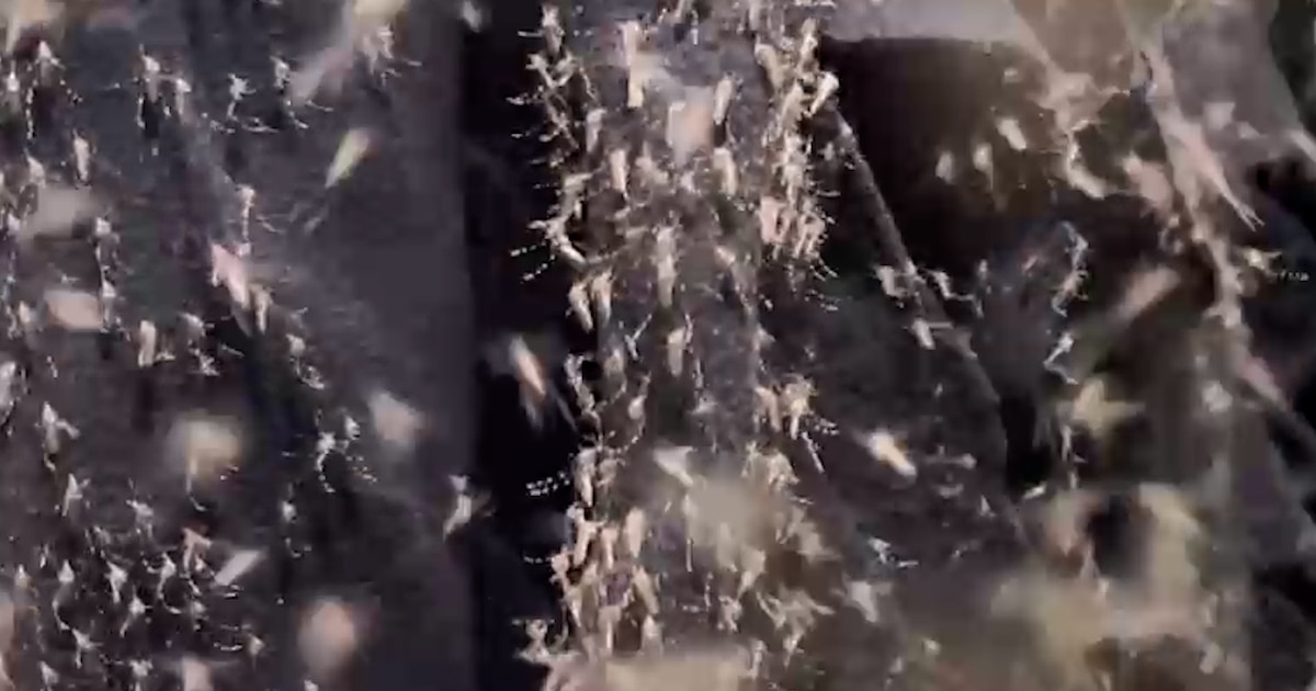 Brasil inaugura la mayor superfábrica de mosquitos genéticamente modificados para vencer al dengue y proteger a 140 millones
