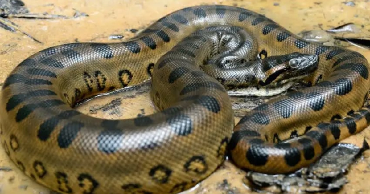 Tragedia en Loreto: comunero fallece tras ataque de anaconda gigante cerca de frontera con Ecuador
