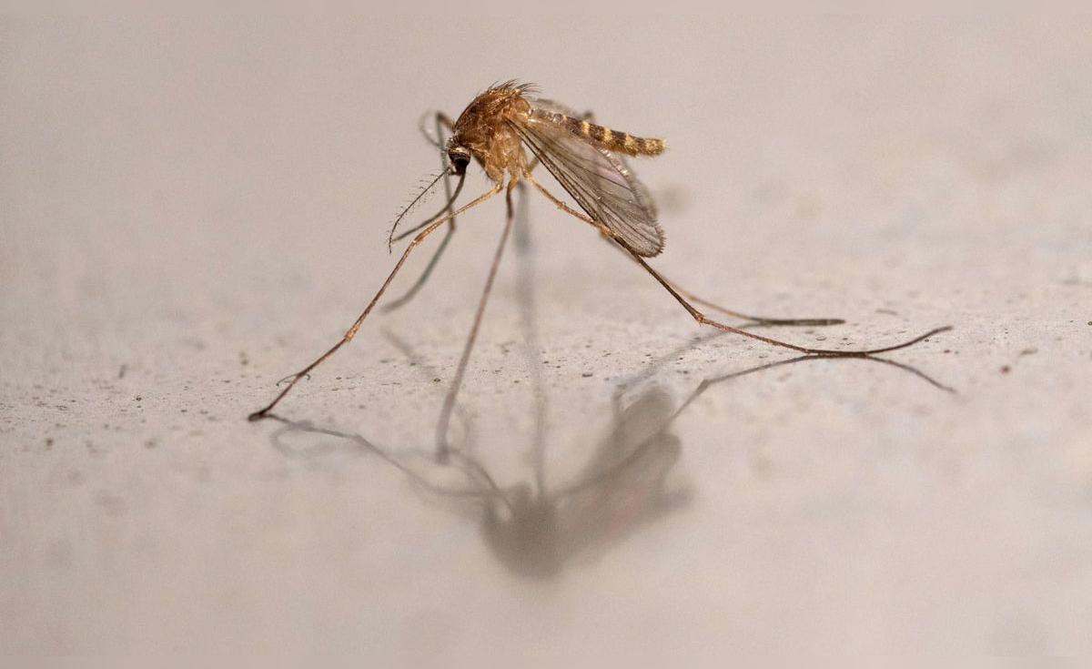 Descubren por primera vez mosquitos en Islandia, símbolo de posible invasión en la tierra libre de insectos