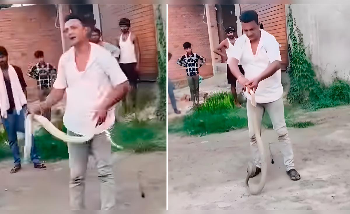 Domador de cobras en India muere tras ser mordido en pleno trabajo frente a testigos sorprendidos