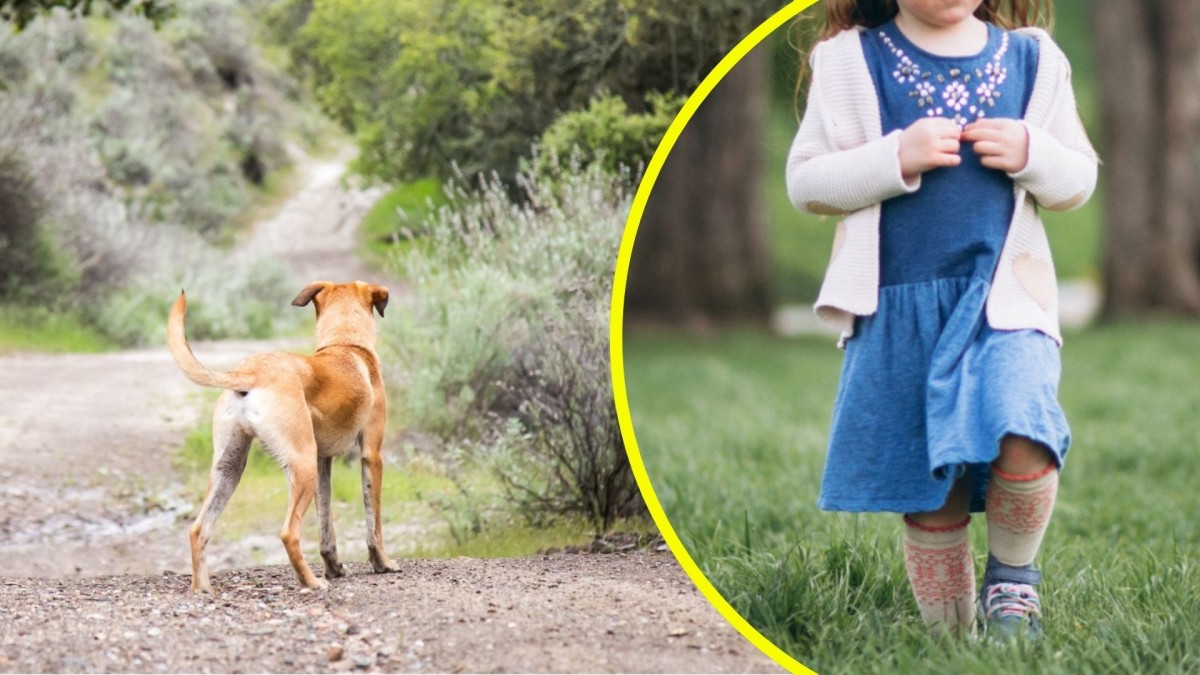 ¡Horrible ataque en Londres: niña de 3 años gravemente herida por perro abandonado y dueño fugitivo!
