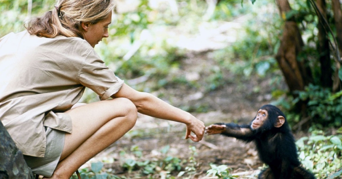 Fallece a los 91 años la legendaria Jane Goodall, la científica que revolucionó el estudio de los chimpancés y protegió