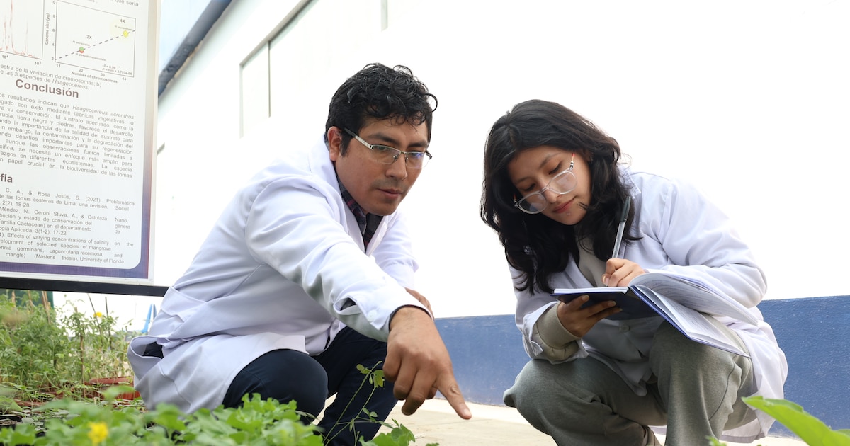 Avance del plan científico para restaurar las Lomas de Mangomarca en Lima