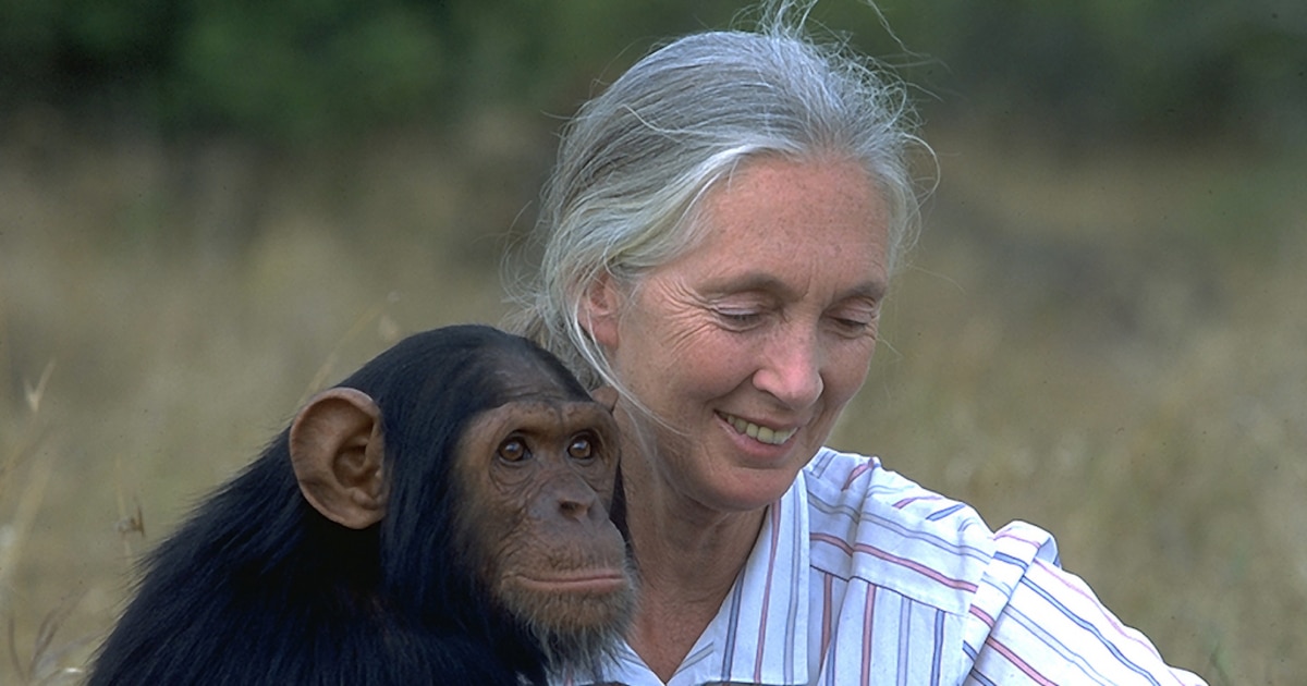 ¡Adiós a la pionera: Jane Goodall, la mujer que revolucionó el estudio de los chimpancés y dejó un legado ambiental in
