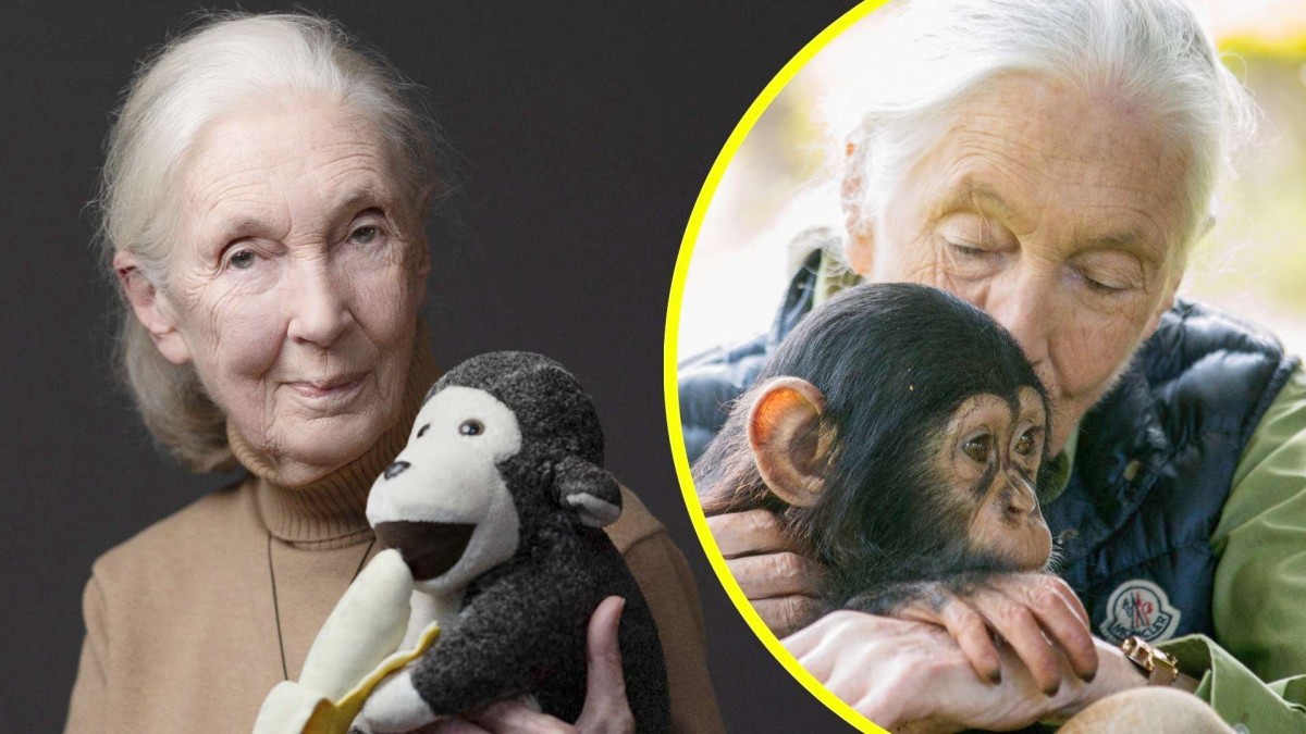 ¡Adiós a la legendaria Jane Goodall: Fallece a los 91 años, pionera en la ciencia y defensora del planeta!