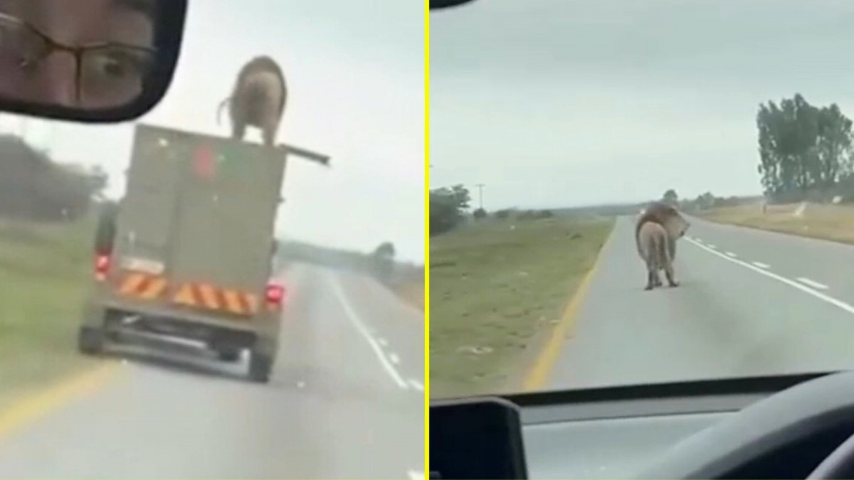 ¡León sedado brinca desde camión en Sudáfrica y deja atónitos a conductores!
