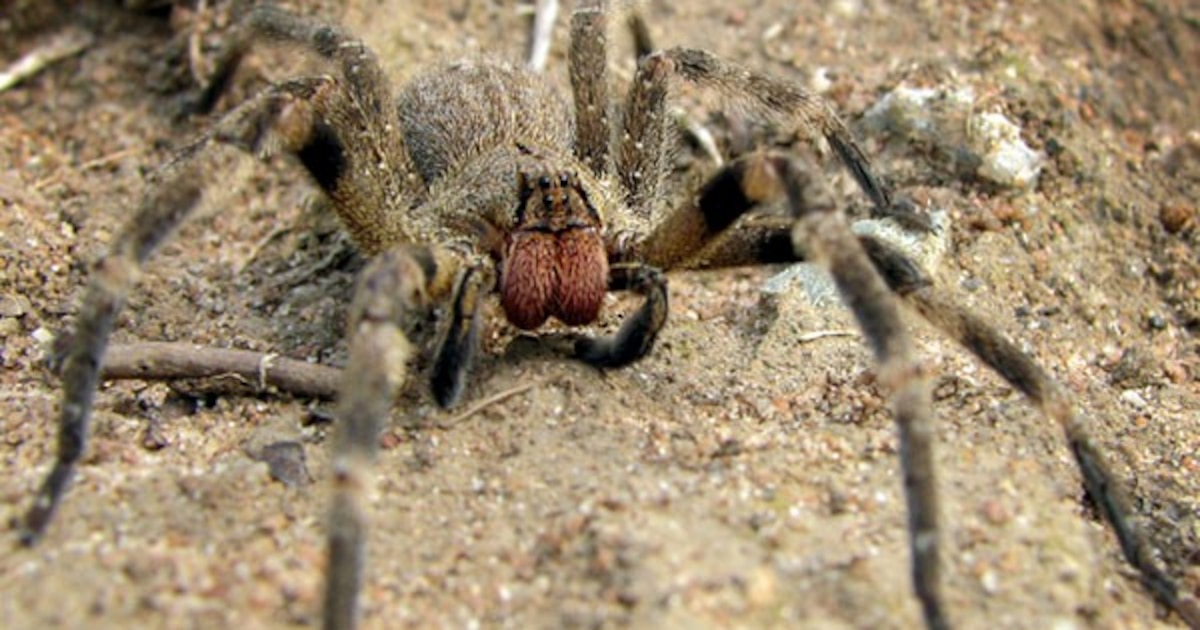 Alerta en Uruguay: Incursiones de la peligrosa araña del banano, una de las más venenosas del mundo