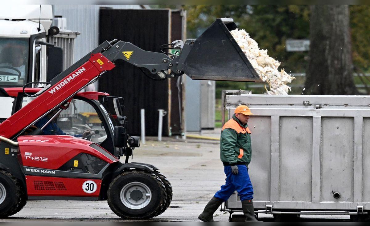 Alerta en Alemania: Más de 500,000 aves sacrificadas por avance imparable de la gripe aviar