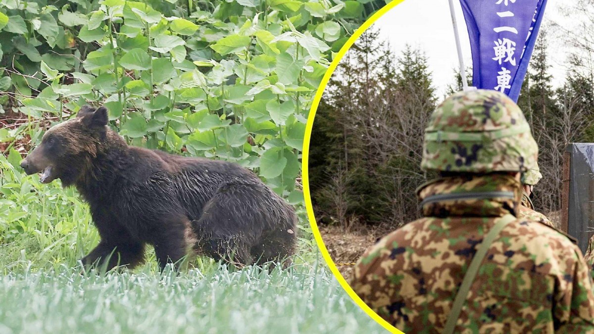 ¡Alarma en Japón! Fuerzas Armadas enfrentan ola récord de ataques mortales de osos en zonas urbanas