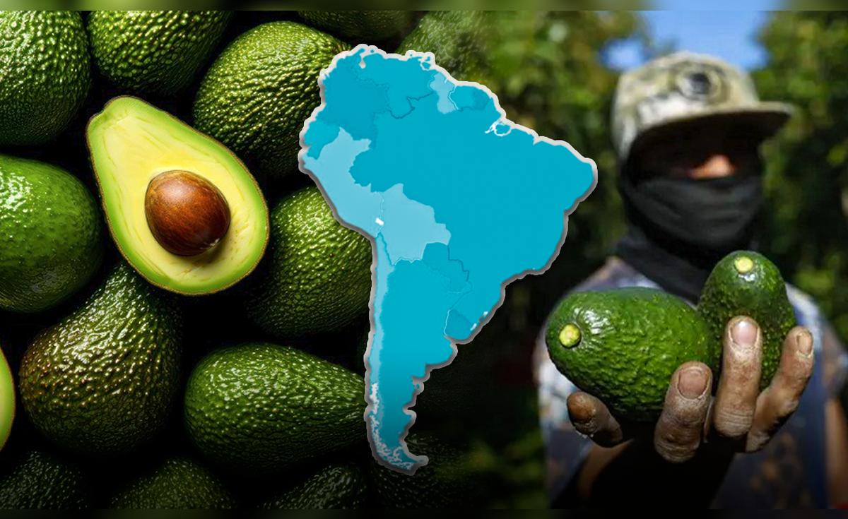 América Latina domina el mercado mundial del aguacate con más del 60% de la producción y lucha por conquistar la cima global
