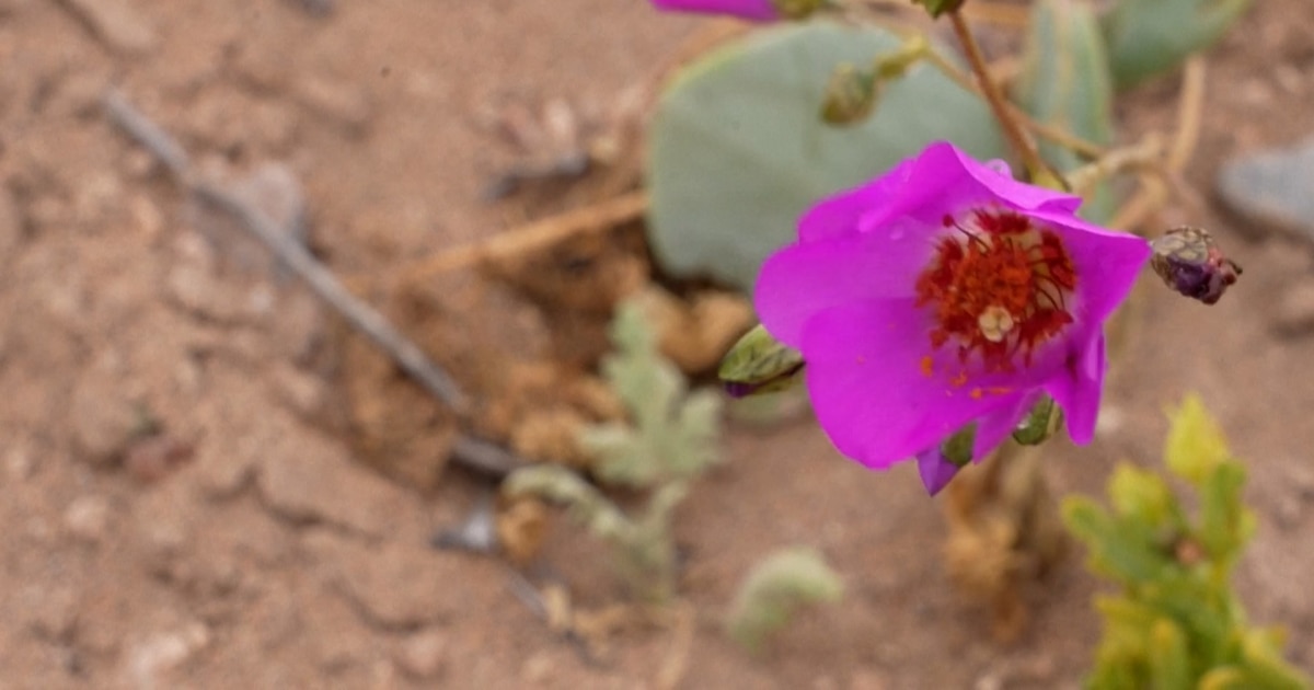 ¡Increíble! Flor del desierto de Atacama revela secretos para cultivos resistentes a la sequía