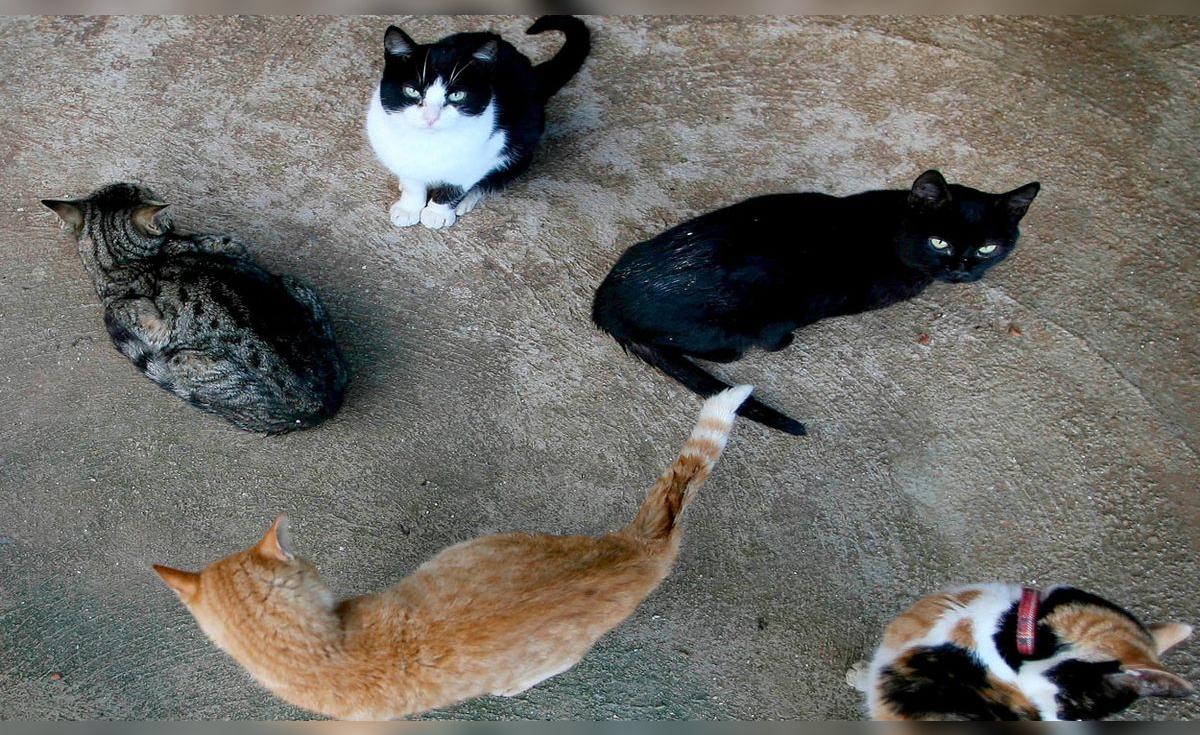 Terrassa prohíbe temporalmente la adopción de gatos negros para prevenir rituales y maltrato en Halloween