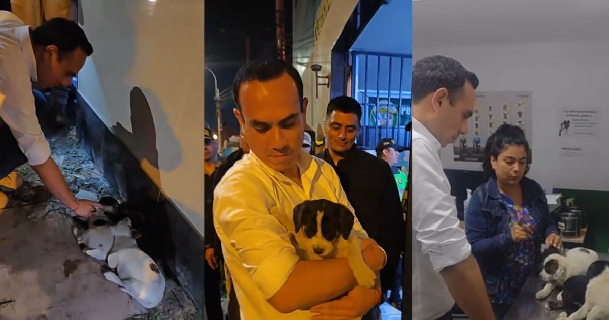 Presidente José Jerí rescata tres cachorritas abandonadas en Huaral y las lleva a Palacio