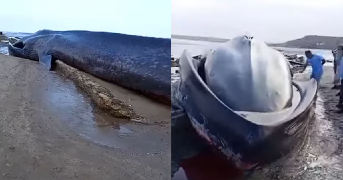 Tumbes: Ballena varada en playa tras temporada de avistamiento de cetáceos