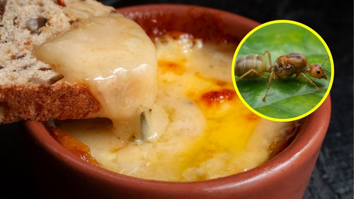 ¡Hormiga en la comida y ataque brutal a su auto en restaurante argentino!