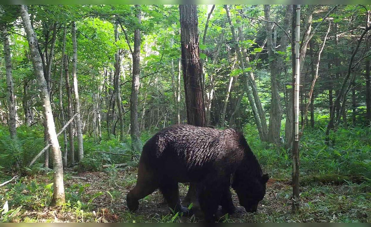 Japón en crisis: ola mortal de osos deja 12 muertos y militares sin armas de fuego en la batalla por su expansión