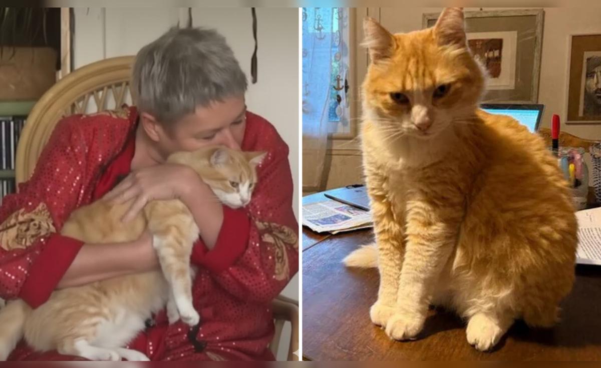 ¡Escándalo en Francia! Gato Naranja Rémi condenado a arresto domiciliario por causar daños y desplaza a su dueña con