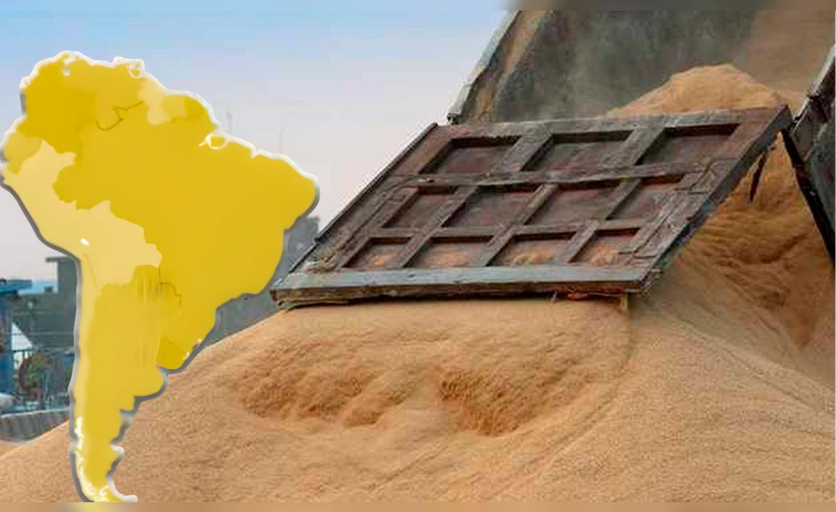 ¡Aunque el USDA revela excedentes en maíz y trigo, China mantiene su dominio y soja estadounidense enfrenta un futuro incierto!