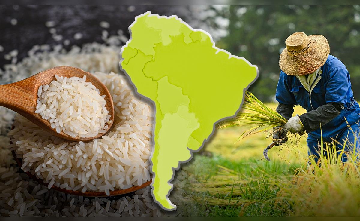 Brasil domina el mundo en producción y consumo de arroz en 2025, superando a países asiáticos y latinoamericanos