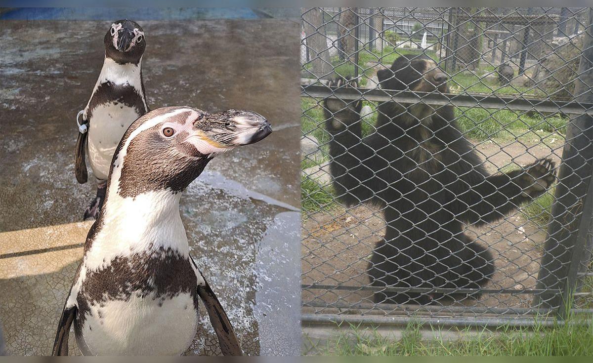 Congreso propone cerrar zoológicos sin asegurar destino digno para los animales