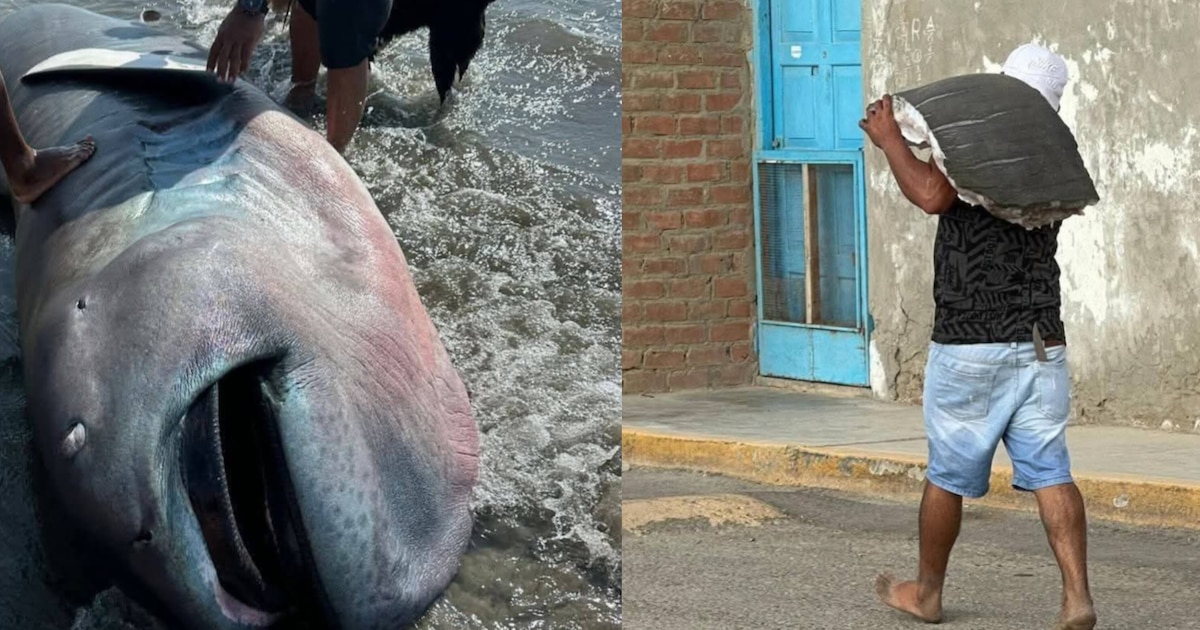 Hallan tiburón megaboca en Negritos, pobladores lo descuartizan sin control