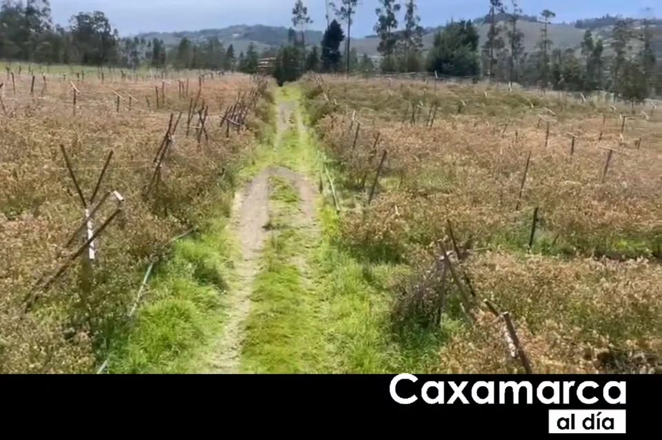 Heladas arrasan con la producción de aguaymanto en Hualgayoc