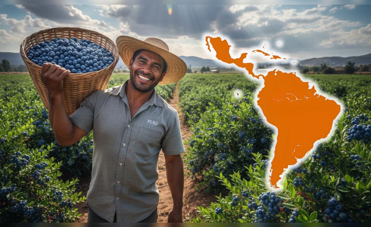 Perú lidera las exportaciones mundiales de arándanos, desplazando a México y Chile como mayores vendedores globales