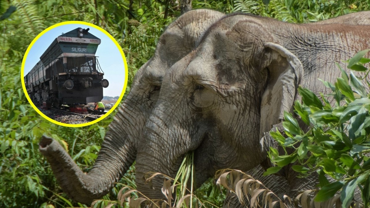 Siete elefantes fallecen tras ser atropellados por tren en Assam, India, con cinco vagones descarrilados