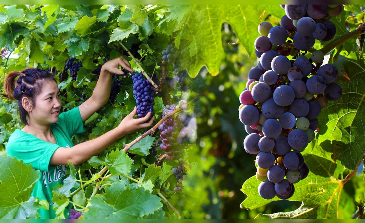 China podría superar a Perú como mayor exportador mundial de uvas en 2026, según informe del USDA
