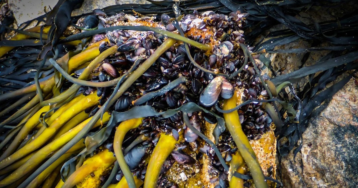 Perú regula la venta de algas sin licencia industrial en el sur