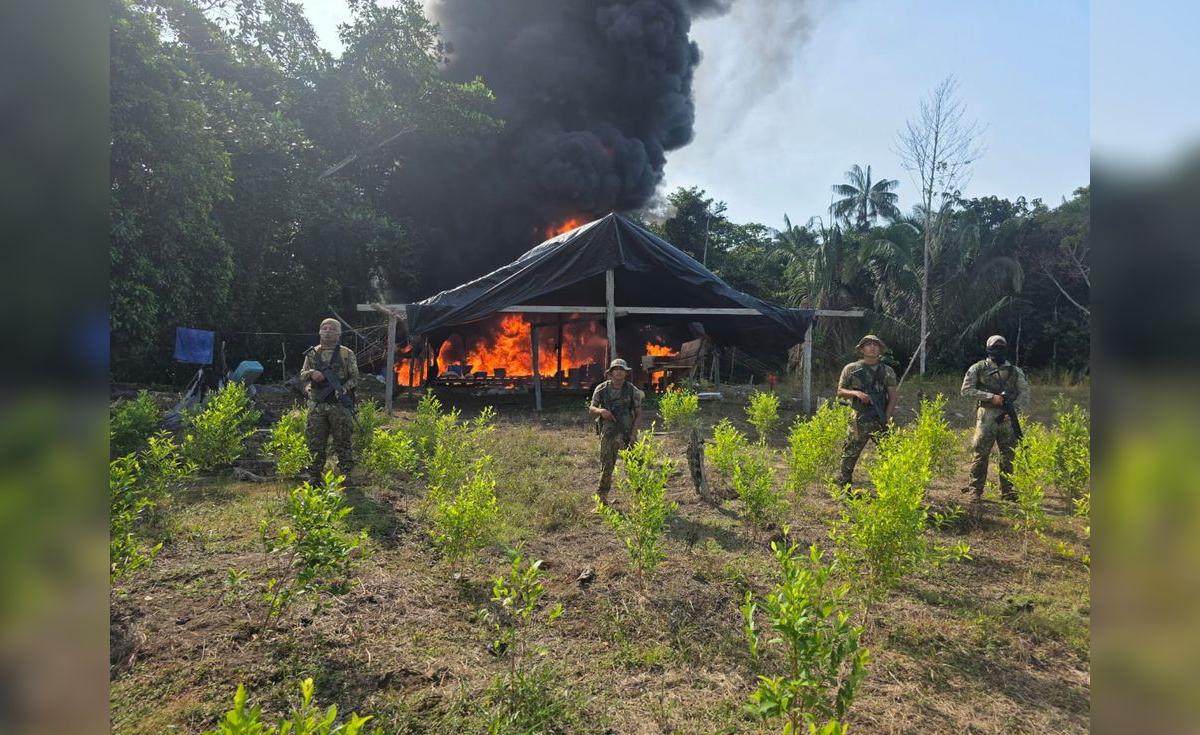 Narcotráfico y minería ilegal afectan seriamente la Amazonía peruana