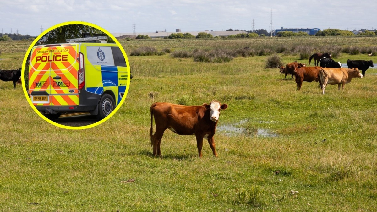 Mujer en Escocia sobrevive tras hacerse la muerta para escapar de ataque de vacas y termina con al menos 10 costillas rotas