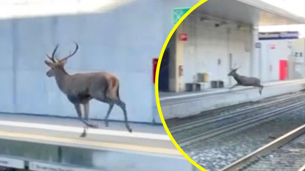 Insólito: Captaron a venado corriendo por línea de tren en Italia y servicio fue suspendido por horas para rescatarlo