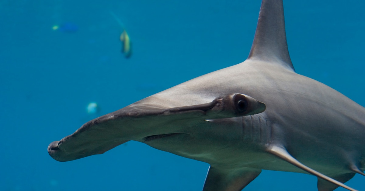 Perú permitirá la pesca de 444 toneladas de tiburón martillo en 2026, especie amenazada por el tráfico de aletas