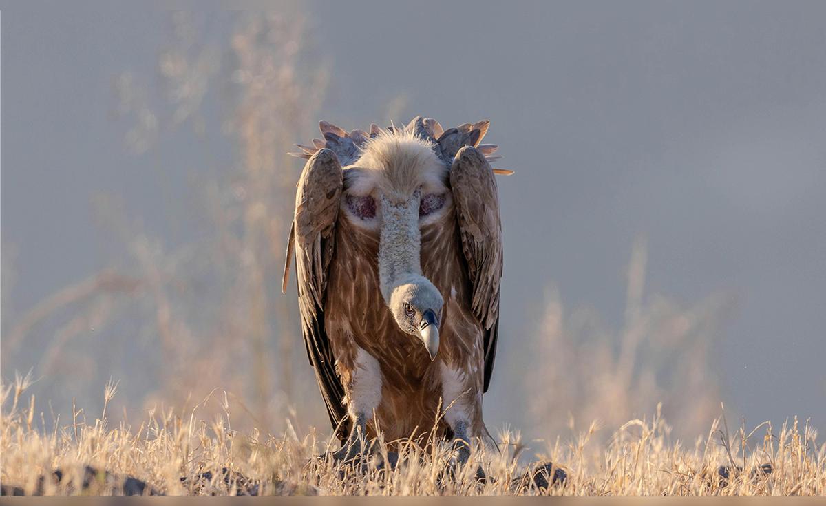 Ave que vuela a 11.300 metros y permanece en el aire 7 horas